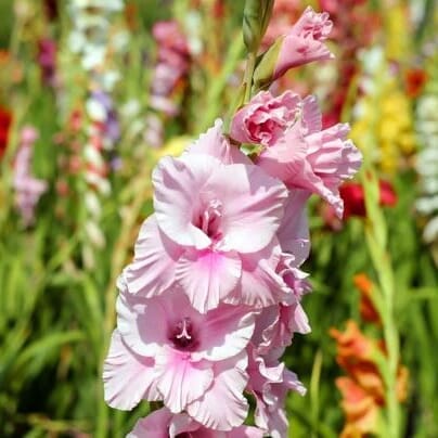 Flower Bulbs & Seeds