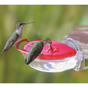 The Gem Hummingbird Window Feeder