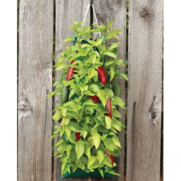 Organic Vertical Garden - Jalapeno Pepper