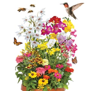 Birds, Bees &amp; Butterfly Collection Bulbs