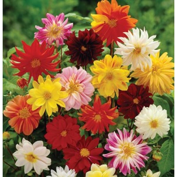 Flower Bulbs & Seeds Dwarf Dahlia Flower Mat