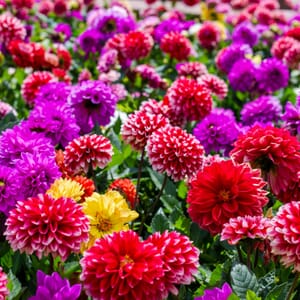 Dwarf Dahlia Flower Mat