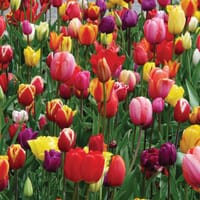 Mixed Tulips