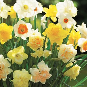 Mixed Daffodils