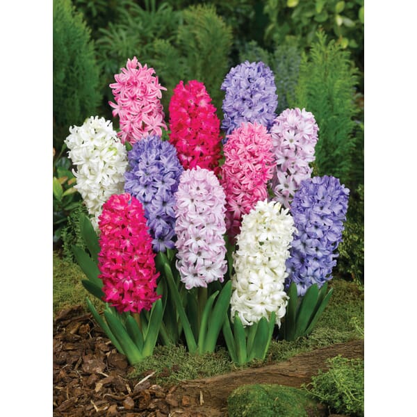Flower Bulbs & Seeds Mixed Hyacinth