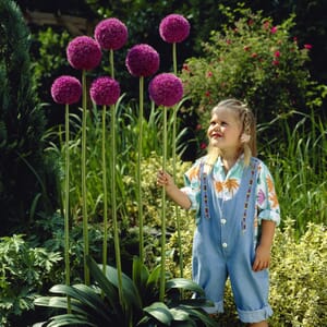 Giant Allium Purple Sensation