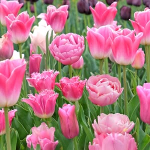 Pink Tulip Blend