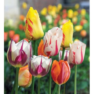 Rembrandt Mixed Tulips